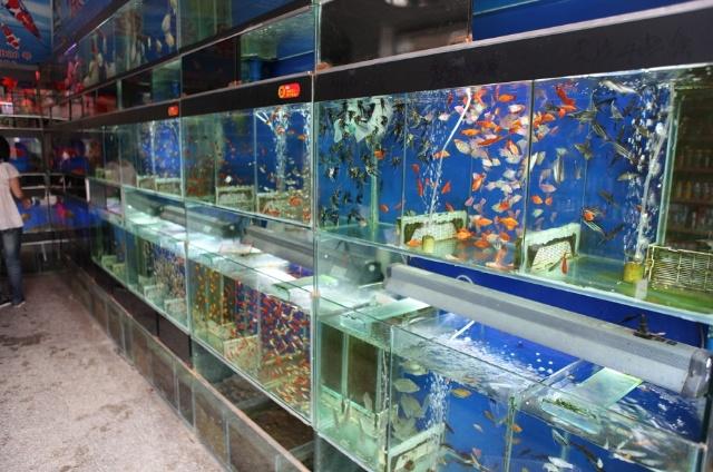 昆明哪有水族用品店:在昆明什么地方有渔具专卖店 水族用品