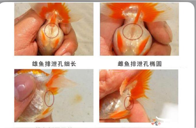 红龙鱼公母图片对比:金万龙鱼怎么区别雌雄