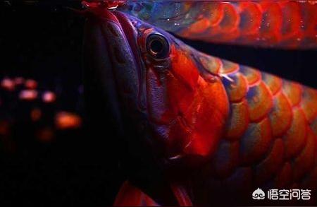 孟吉尔红龙鱼:新加坡红龙和马来西亚红龙区别