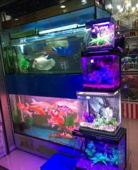 淄博哪有水族用品店:张店批发金鱼地点 水族用品