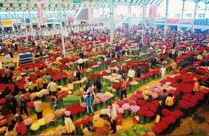 迪庆藏族自治州花鸟鱼虫市场:花鸟鱼虫店开在什么位置好 观赏鱼企业目录