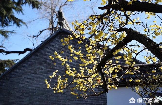 淮安花鸟鱼虫市场:江苏淮安有哪几个花卉市场