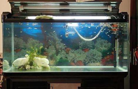 无锡鱼缸:海星鱼缸属于什么档次 鱼缸