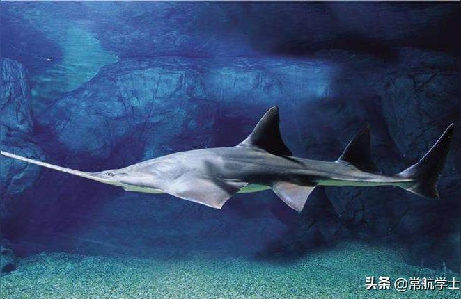 宜春水族批发市场:就是那个花鸟鱼虫市场 观赏鱼水族批发市场