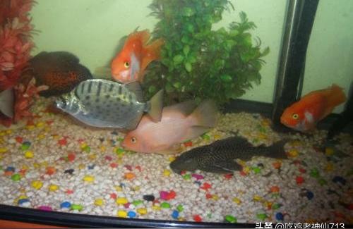 鱼缸彩色石子:鱼缸里放彩色小石子 鱼缸