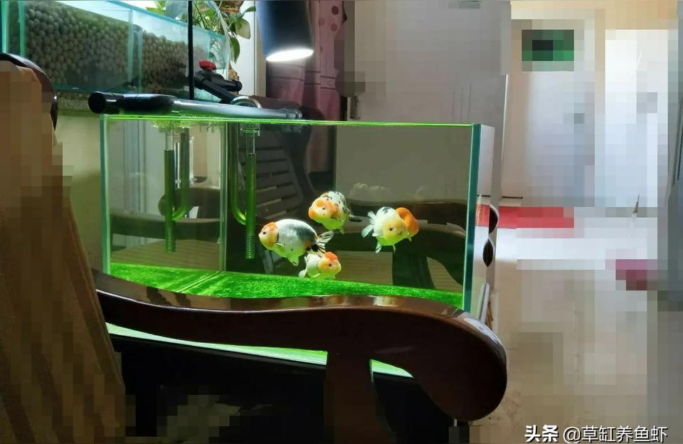 丹东鱼缸水族箱批发市场:怎样能把鱼缸变得更晶莹剔透 鱼缸/水族箱