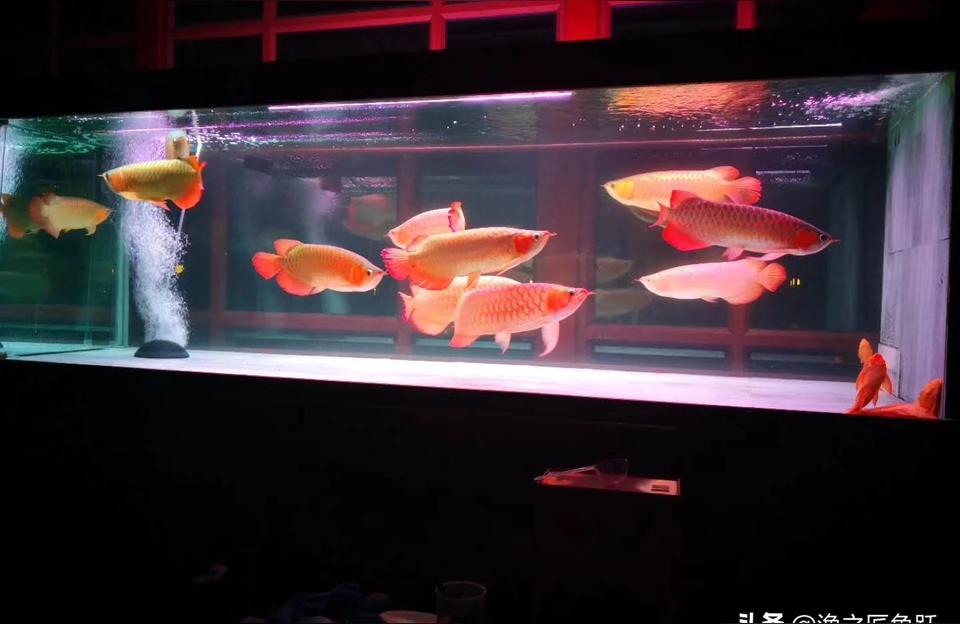 鱼缸水族用品:鱼缸里都需要什么 水族用品