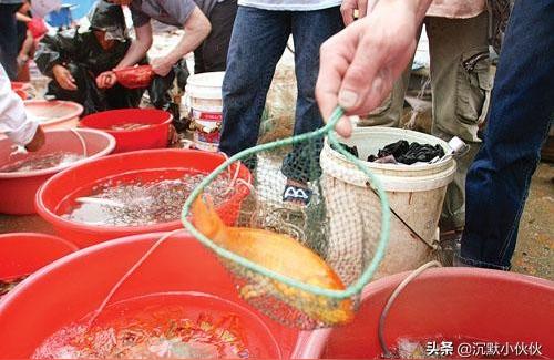 巴中观赏鱼批发:普济河道花鸟鱼虫市场