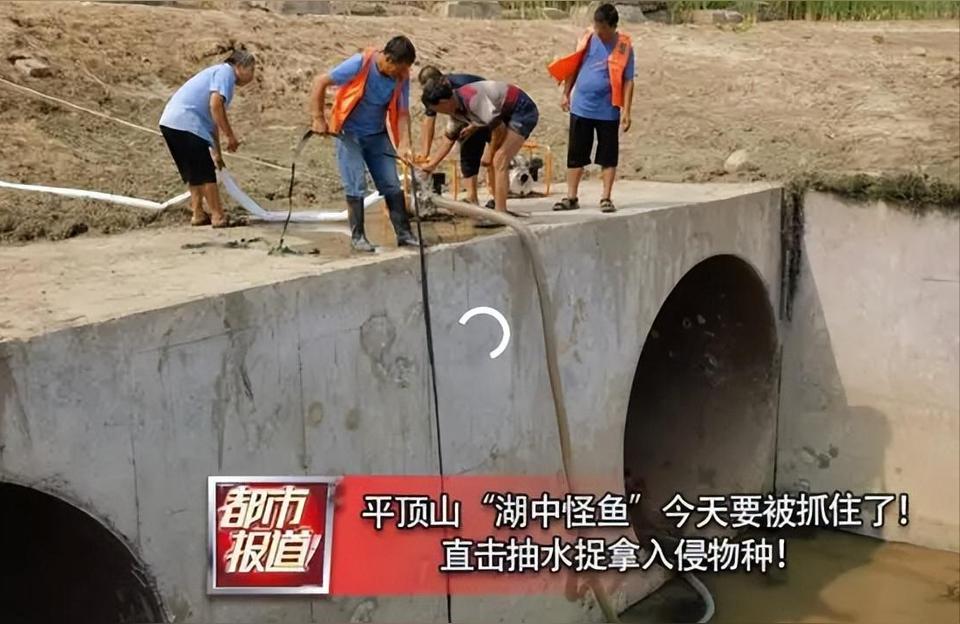 泰州观赏鱼批发:徐州有观赏鱼批发市场吗