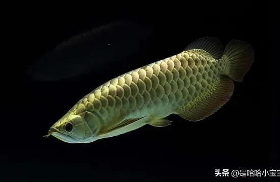 包头二手龙鱼:水族店里1000元的过背金龙靠谱吗 鱼缸百科