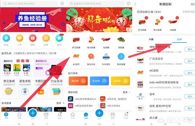 成年b级过背金龙鱼图片:金龙鱼爬完背需要几年