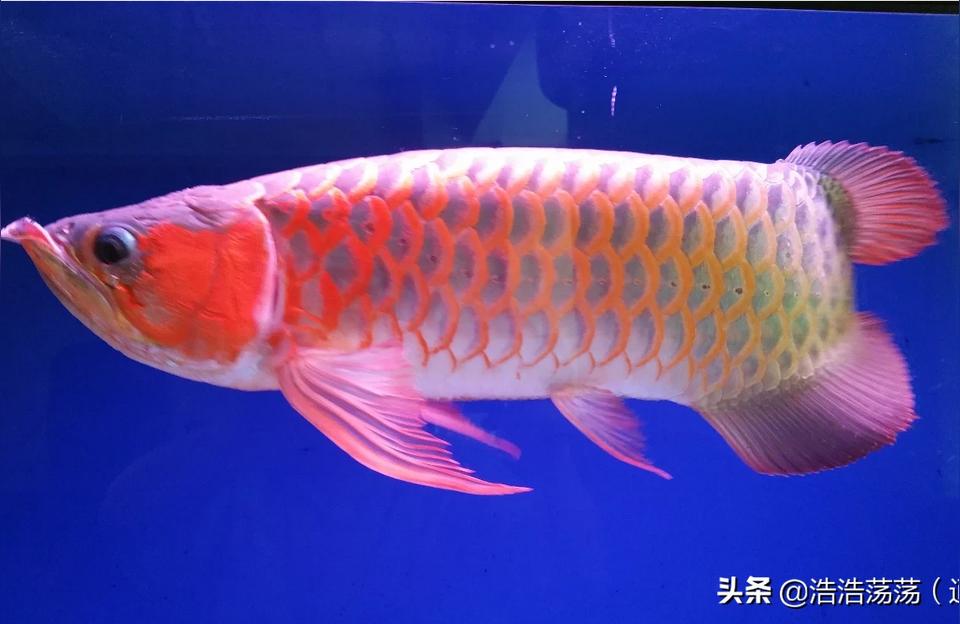红龙鱼配鱼:什么鱼和红龙鱼一起养好