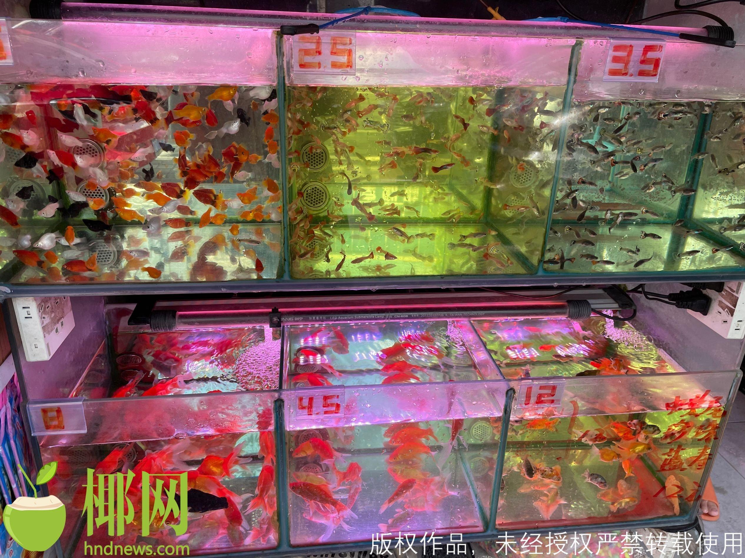 海口哪里有水族馆（店）:海口市哪里水族馆卖的孔雀鱼多