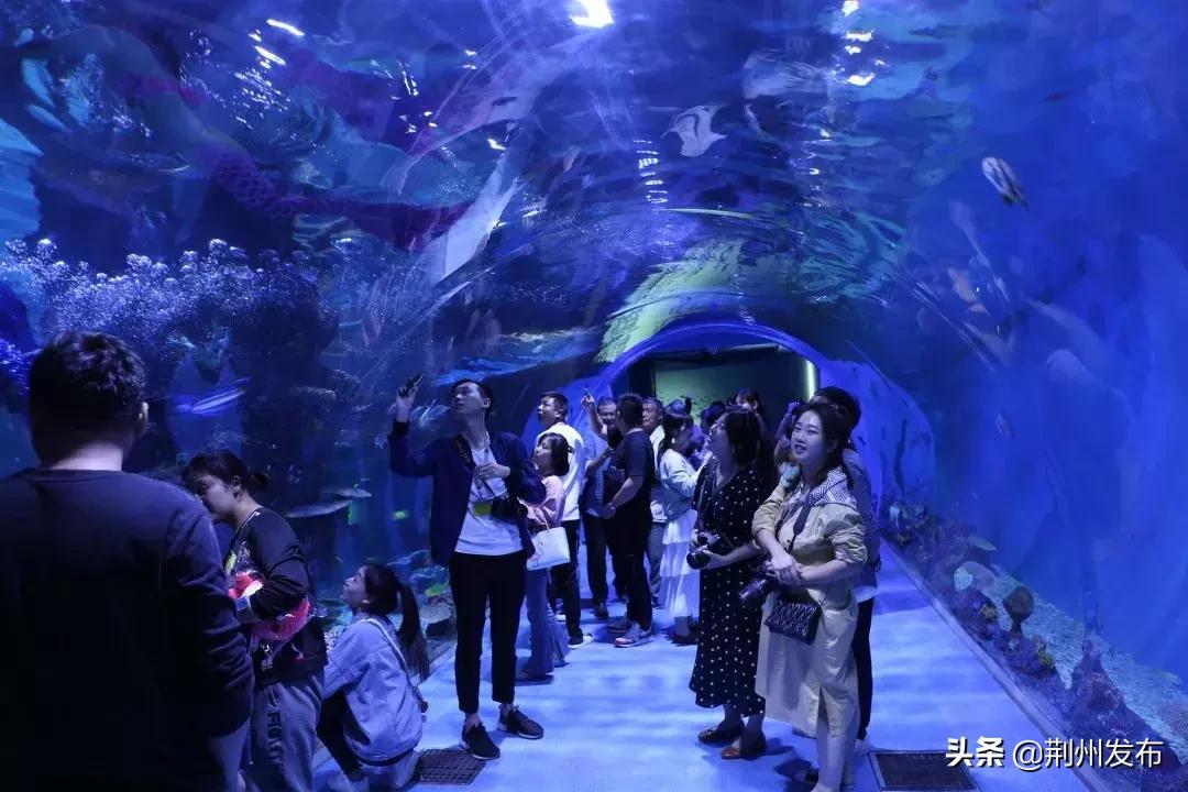 荆州哪里有水族馆（店）:有哪些适合带孩子玩乐的地方推荐 观赏鱼水族批发市场