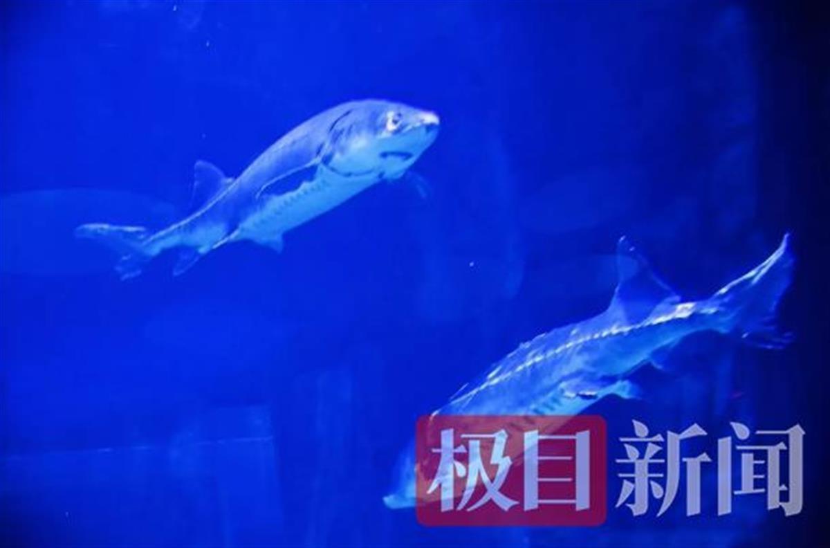 昆明哪里有水族馆（店）:昆明海底世界海洋馆怎么样 观赏鱼水族批发市场