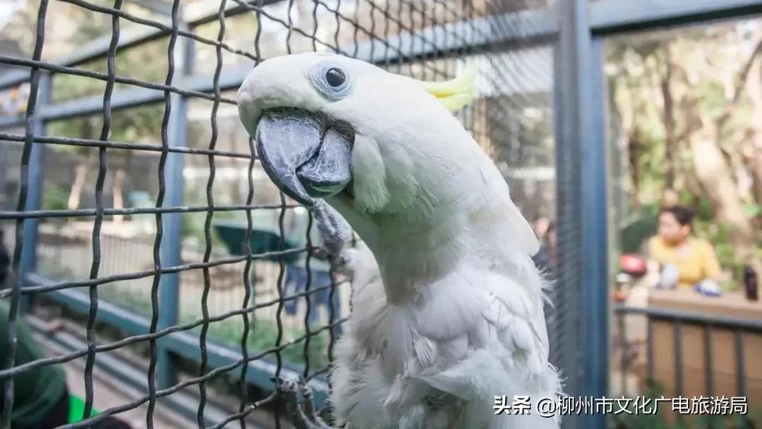 柳州哪里有水族馆（店）:柳州海底世界海洋馆门票 观赏鱼水族批发市场