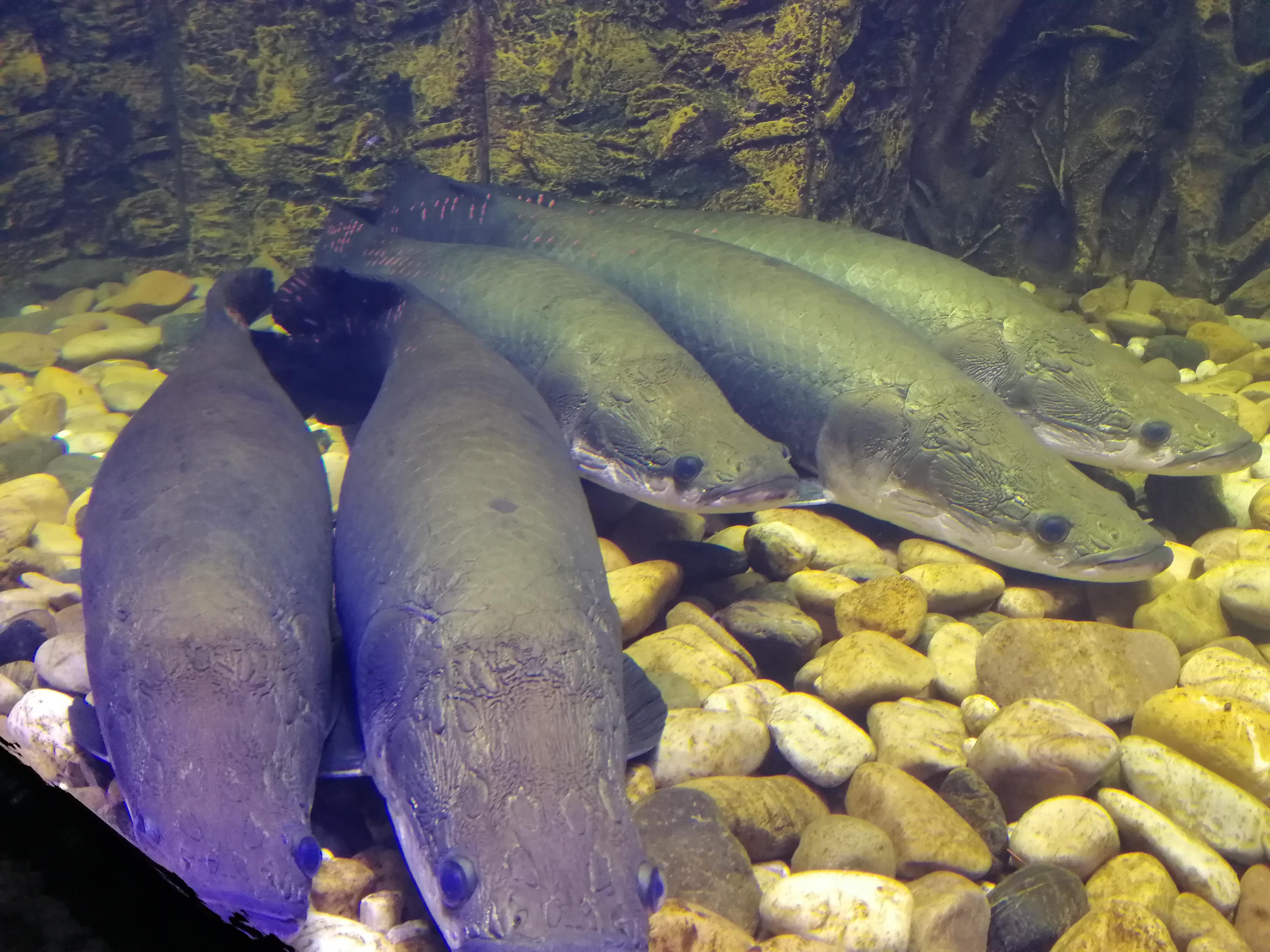 清远哪里有水族馆（店）:清远哪些动物园 观赏鱼水族批发市场