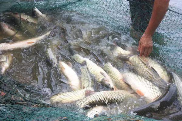 包头鱼池水泵设备 广州水族器材滤材批发市场