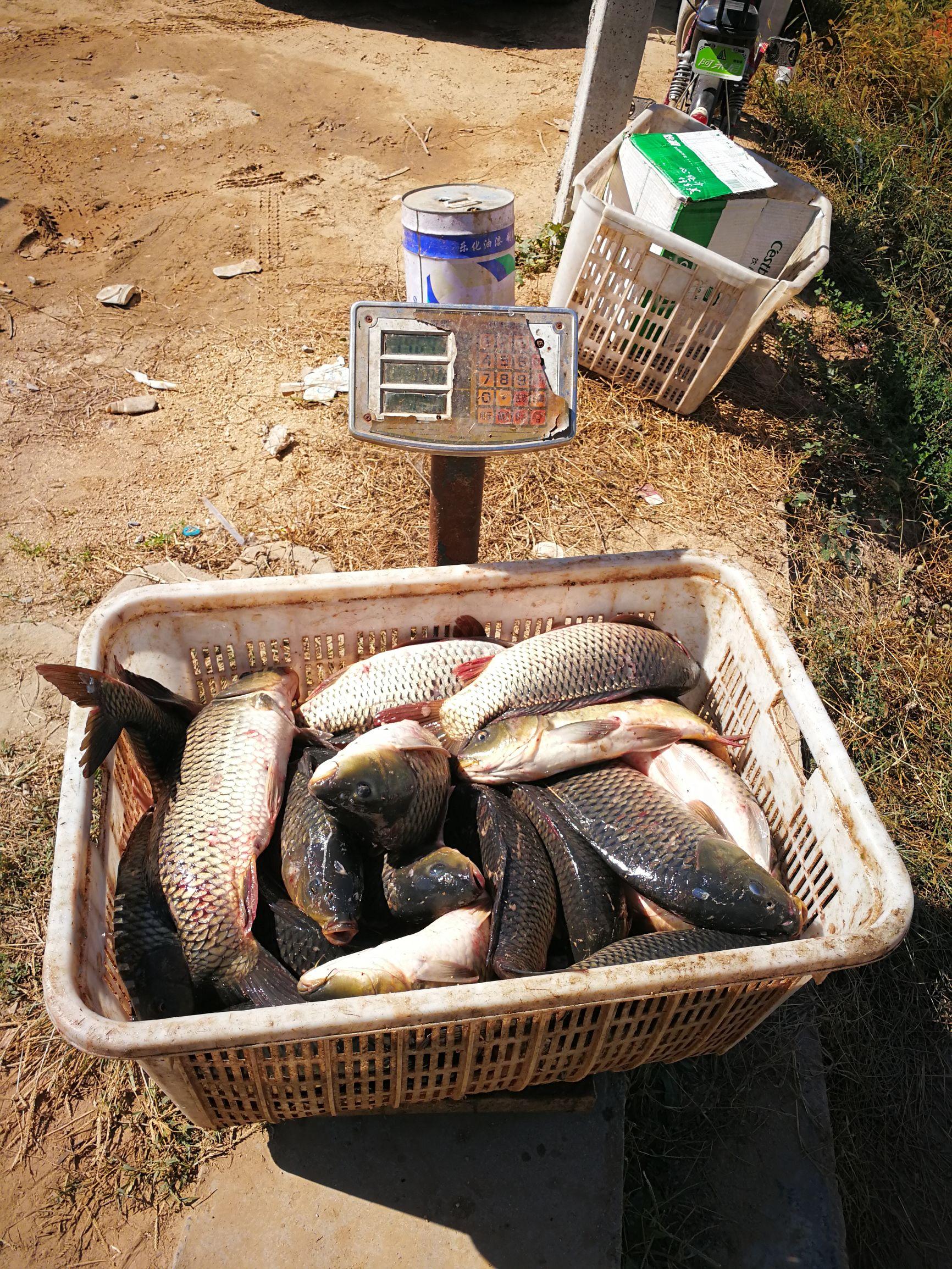 济南鱼池水泵设备