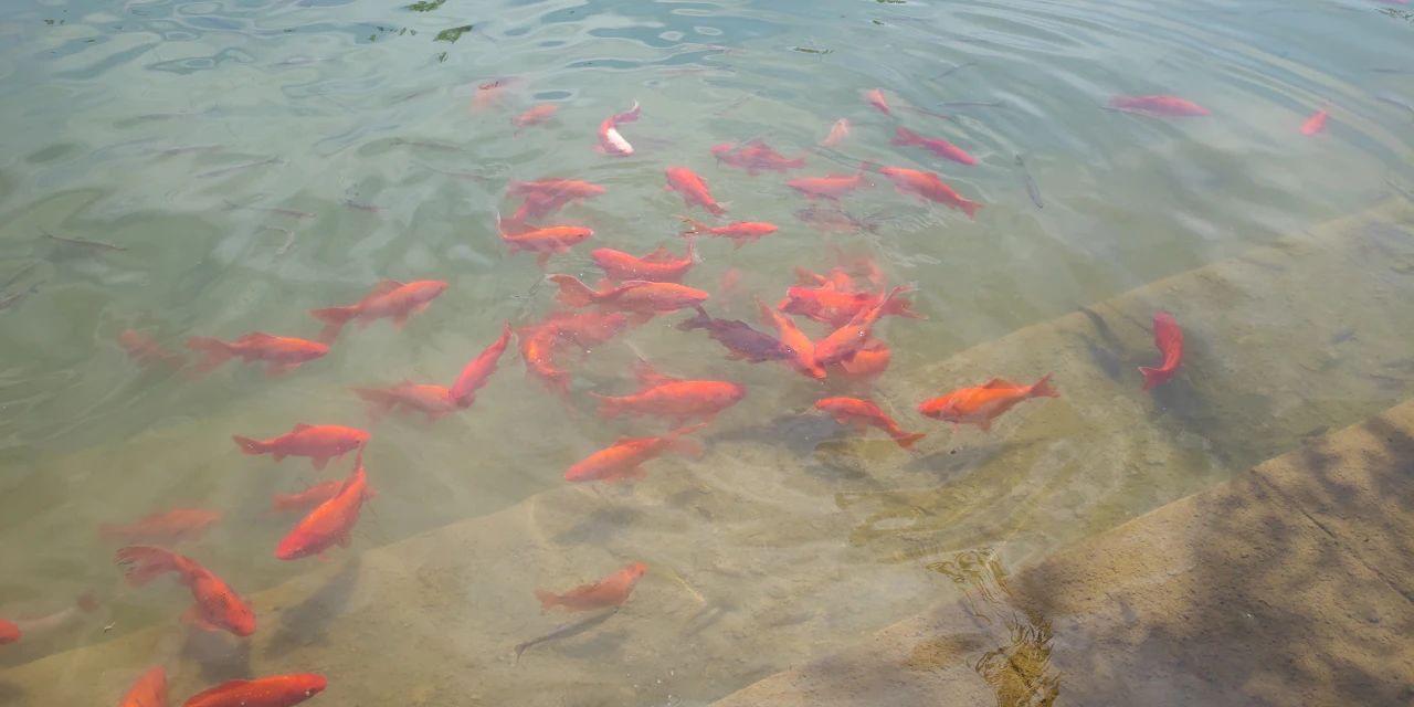 石家庄鱼池水泵设备 广州水族器材滤材批发市场