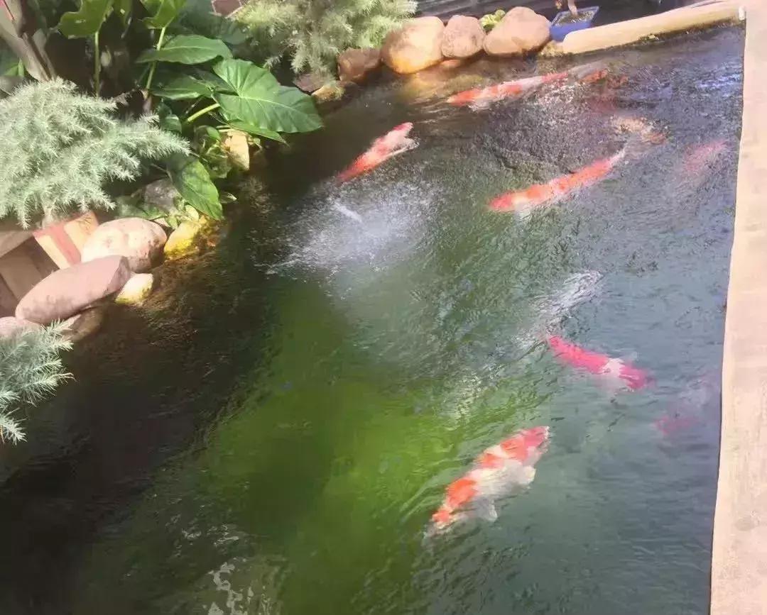 体内菌虫去除剂 广州水族器材滤材批发市场