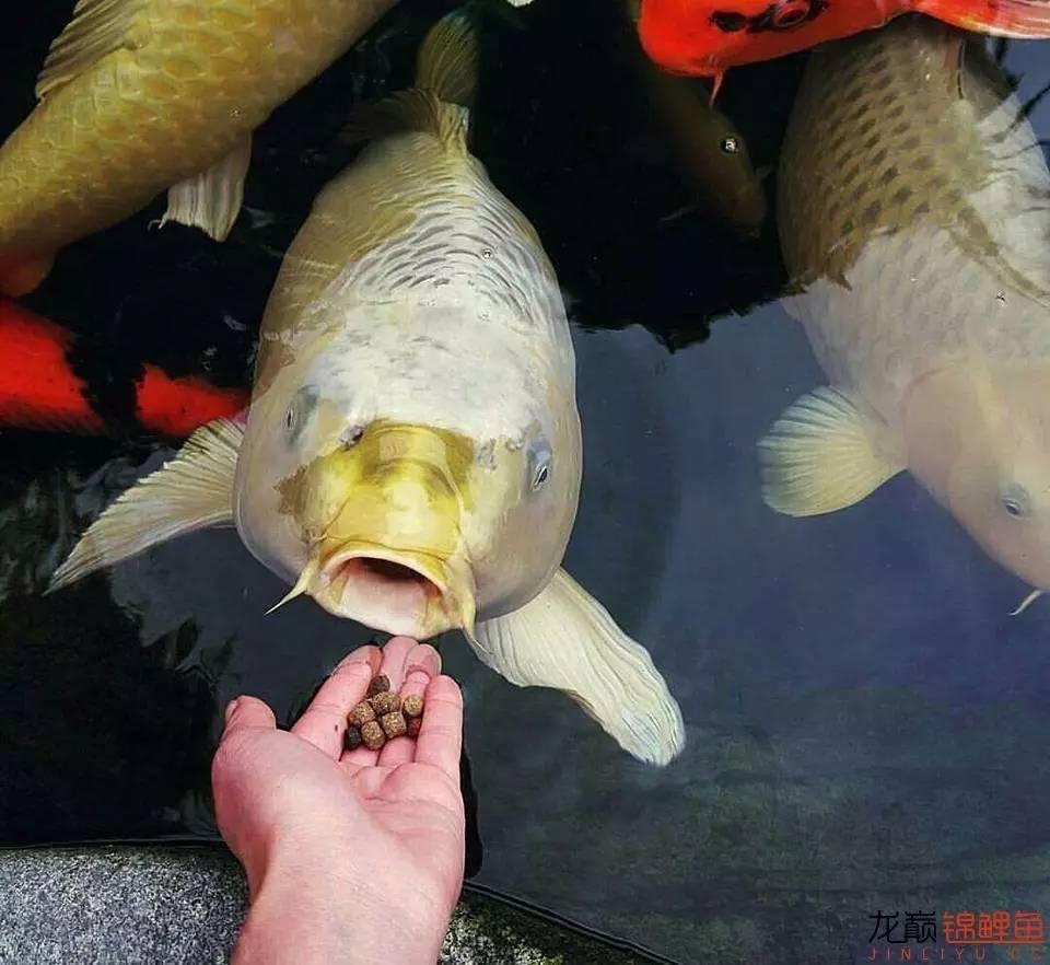 锦鲤生物净水色扬饲料 广州水族器材滤材批发市场