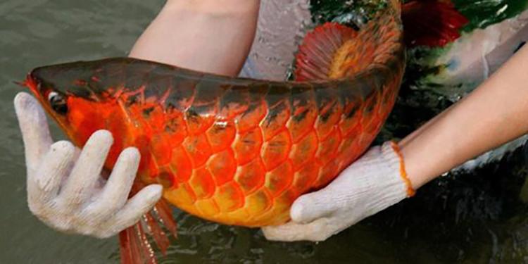 辣椒红龙鱼几时发色:红龙为什么是黄色的 龙鱼批发