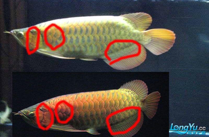 绿皮辣椒红龙鱼发色:品相一般的龙鱼后期能发色吗 龙鱼批发