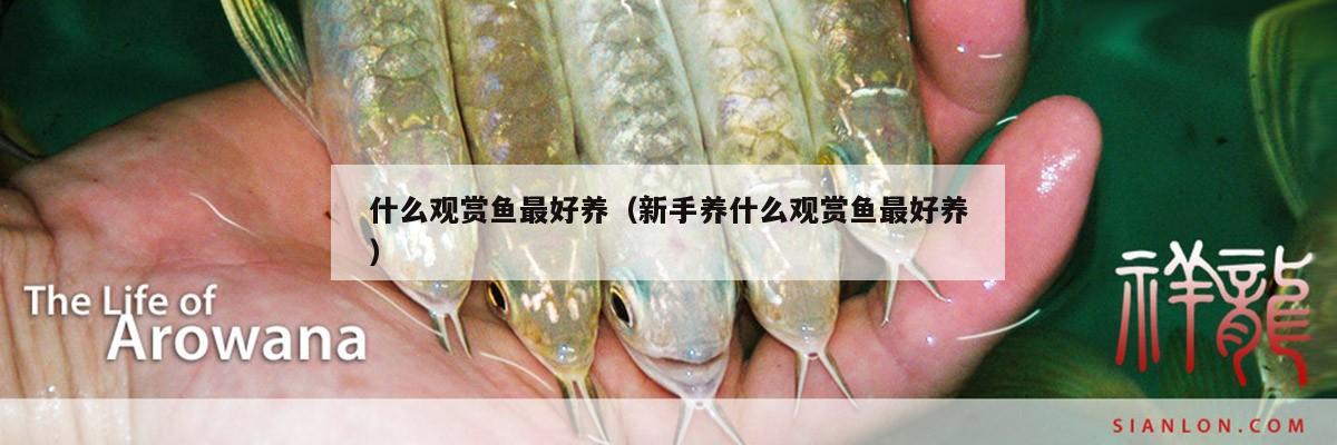 什么观赏鱼最好养（新手养什么观赏鱼最好养） 水族杂谈