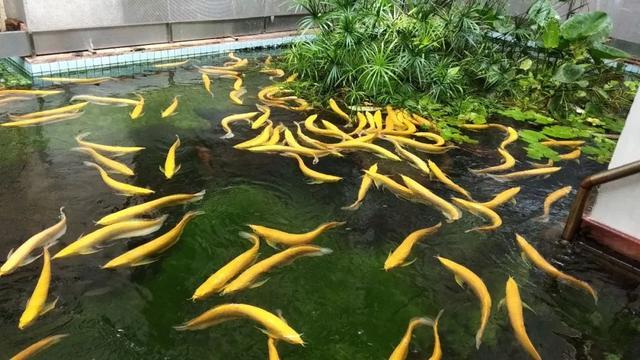 白化金龙鱼多少钱一条:年底想带孩子去武汉海洋馆和动物园玩玩