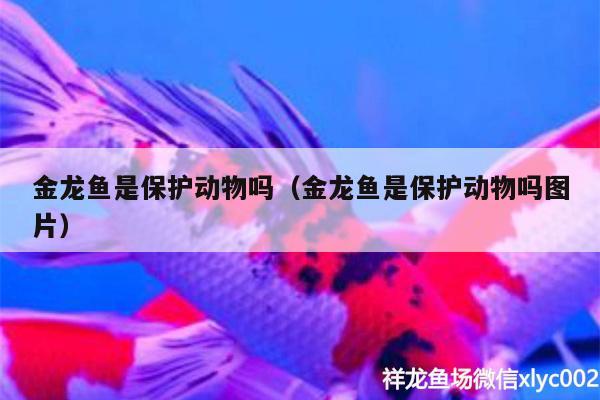 金龙鱼是保护动物吗（金龙鱼是保护动物吗图片）