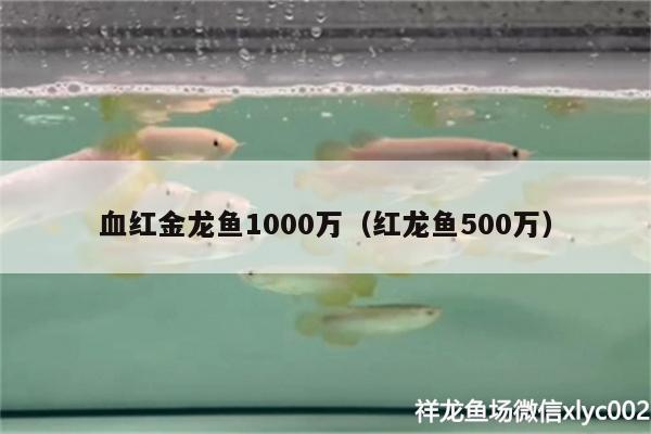 血红金龙鱼1000万（红龙鱼500万） 白化火箭鱼