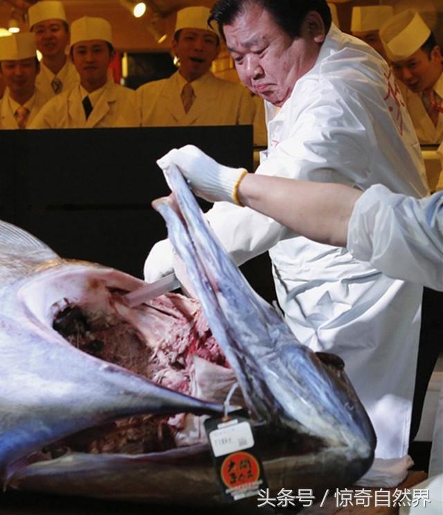 蓝鳍金枪鱼价格【太平洋什么鱼最贵】