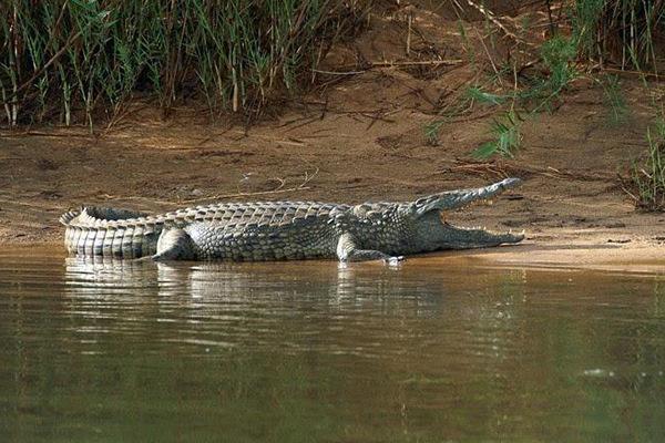 鳄鱼的种类及图片【世界上最大的蟒蛇森蚺】