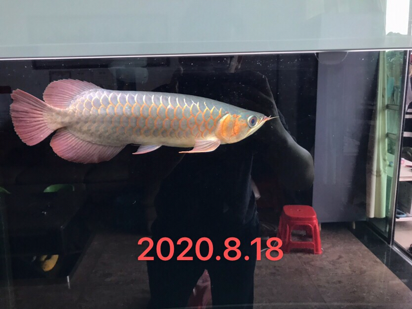 临潼水族馆变化 绿皮皇冠豹鱼 第1张