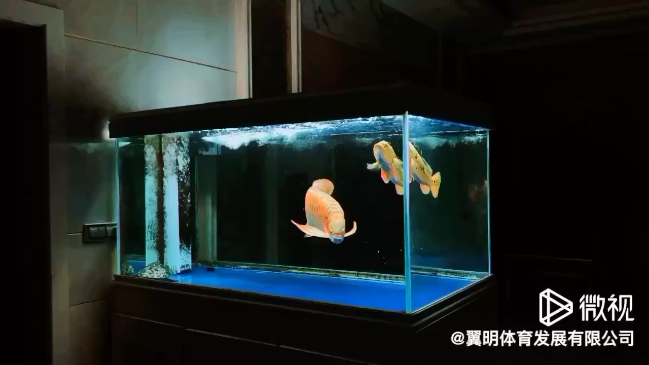 泸州水族馆努力前行 印尼四纹虎