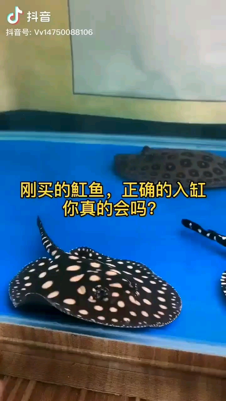 魟鱼入缸过程但我还是喜欢输液管滴流 丹顶锦鲤鱼