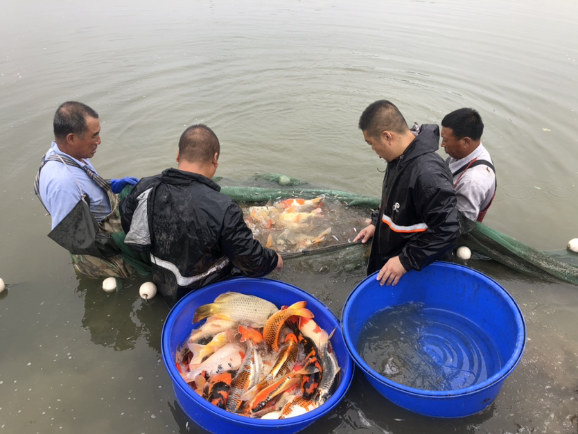 晋中水族馆现场打鱼照片拍摄好鱼多多 祥龙龙鱼专用水族灯 第6张