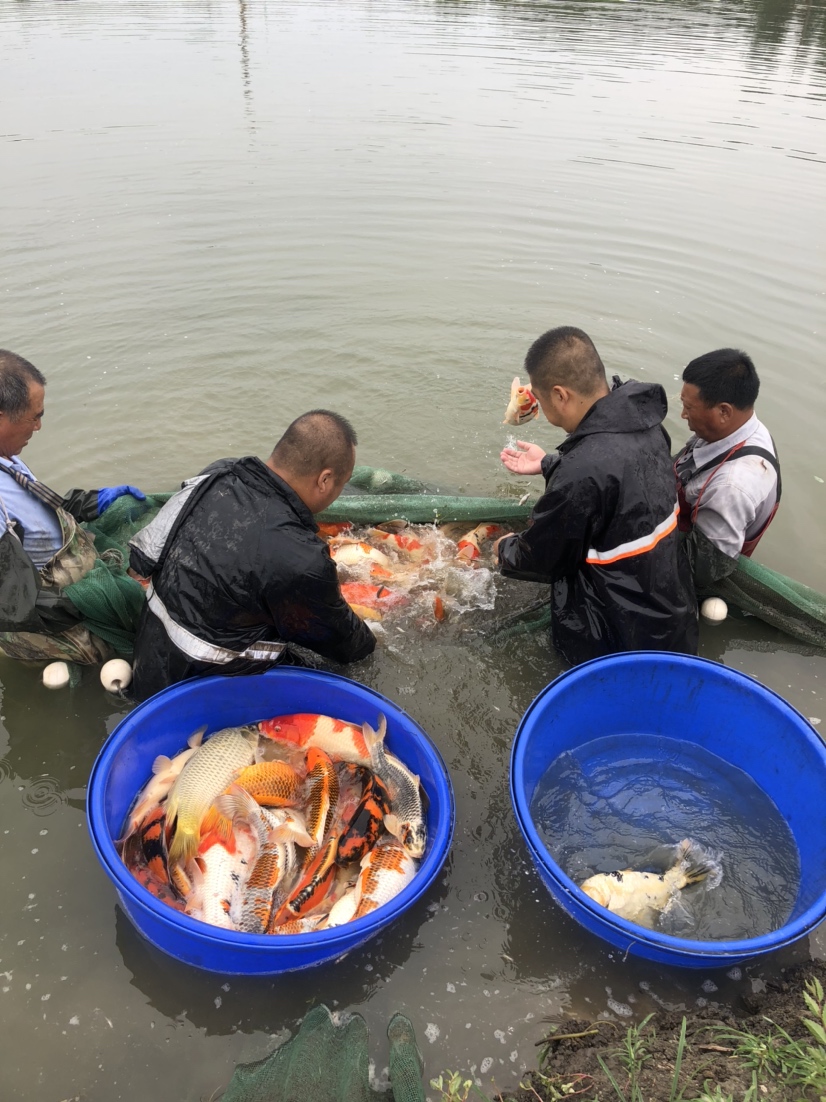 晋中水族馆现场打鱼照片拍摄好鱼多多 祥龙龙鱼专用水族灯 第4张