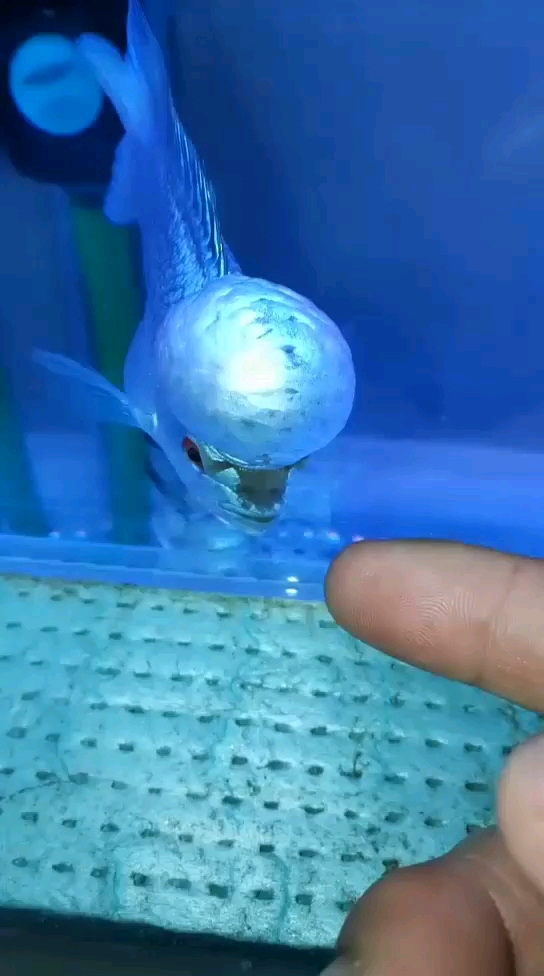 绍兴水族馆顶级蓝宝石