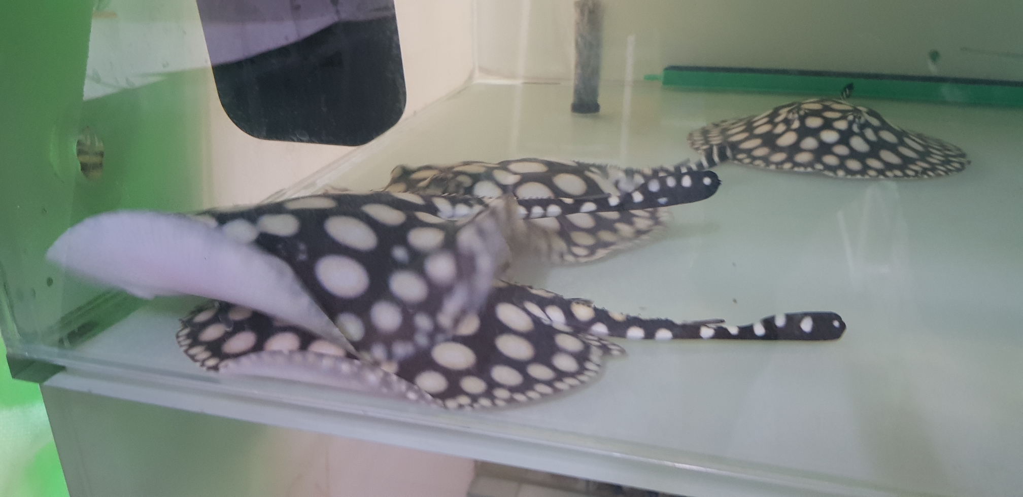 邯郸水族馆日常清潔 鱼缸水泵 第5张