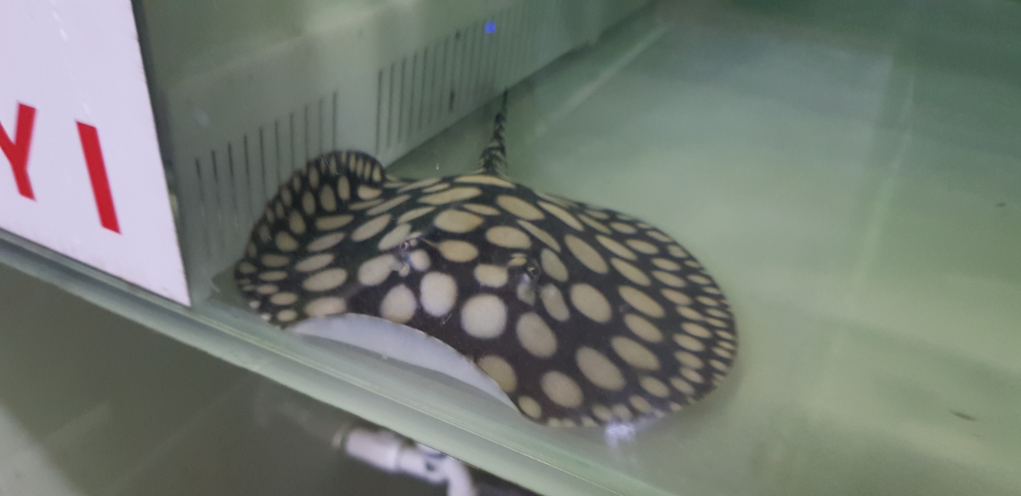 邯郸水族馆日常清潔 鱼缸水泵 第6张