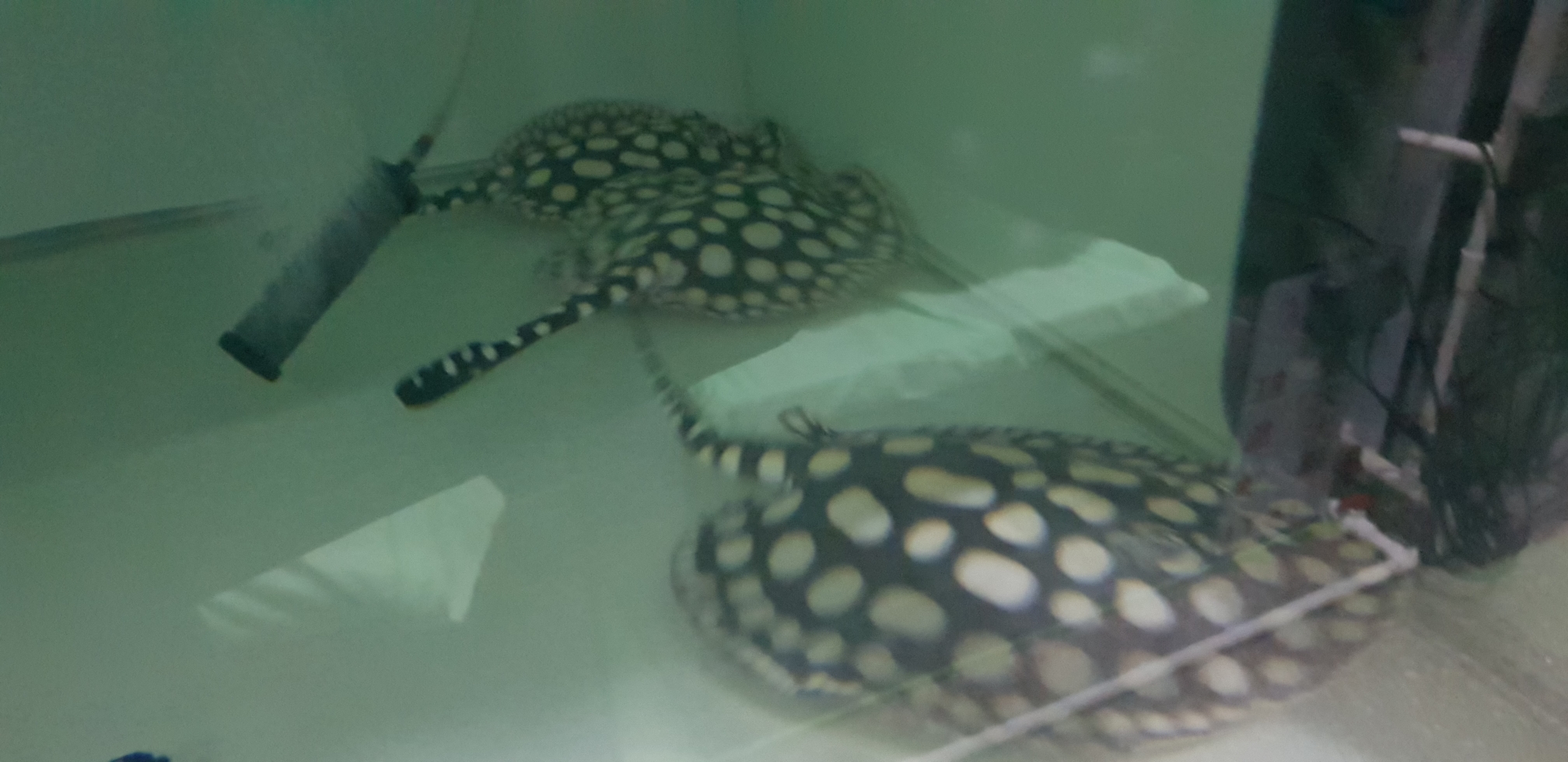 邯郸水族馆日常清潔 鱼缸水泵 第8张