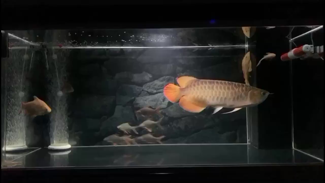 果洛藏族自治州水族馆:九龙鲫