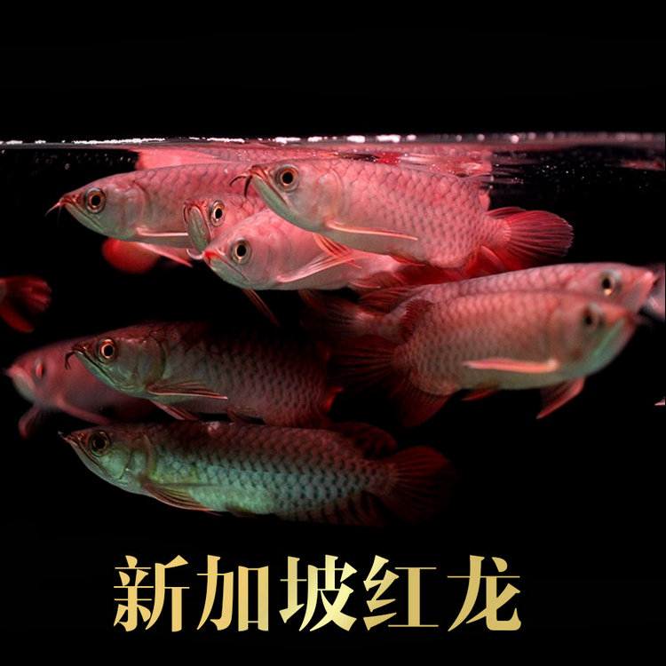 济宁水族馆:39089;39118;21490;27888;40857; 新加坡号半红龙鱼（练手级红龙鱼） 第5张