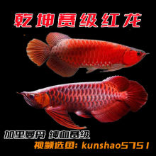 黄南藏族自治州水族馆:草缸 新加坡号半红龙鱼（练手级红龙鱼） 第6张
