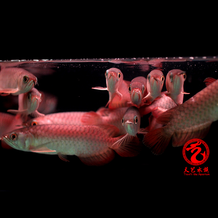 邢台水族馆:肠炎的原因 新加坡号半红龙鱼（练手级红龙鱼） 第4张