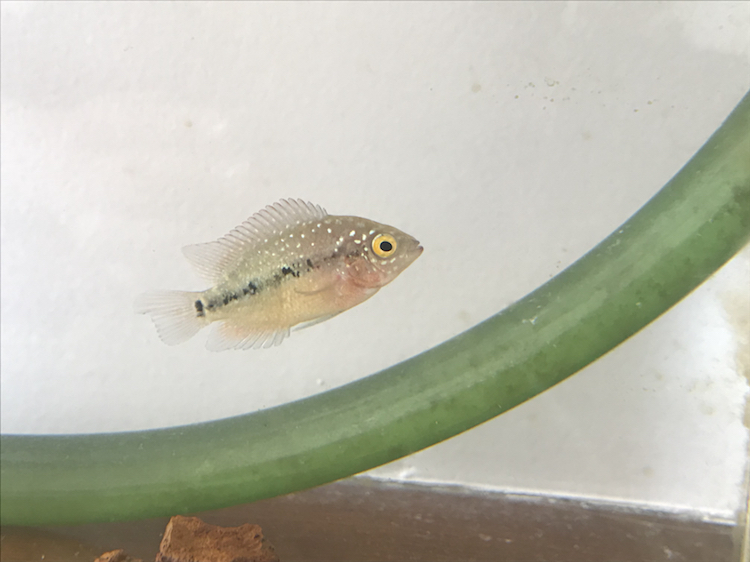 邢台水族馆:肠炎的原因 新加坡号半红龙鱼（练手级红龙鱼） 第3张