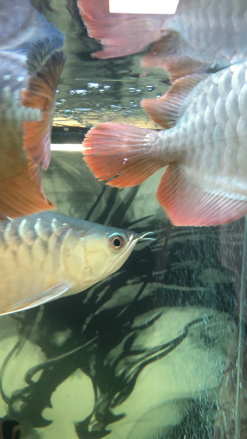 汉中水族馆:求助大神们指点 红龙福龙鱼