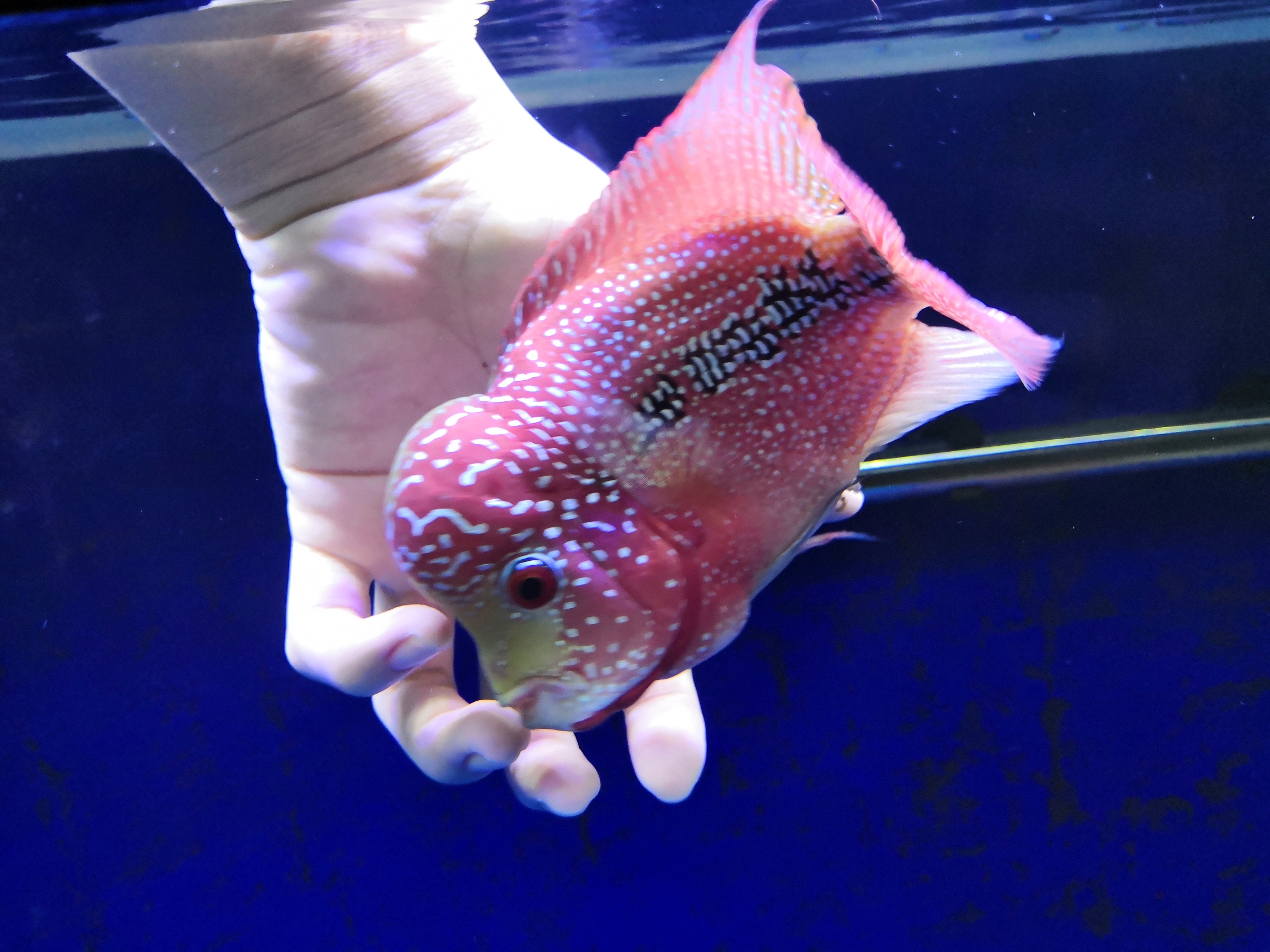 已经忘了多久没更新了 鱼缸等水族设备 第1张